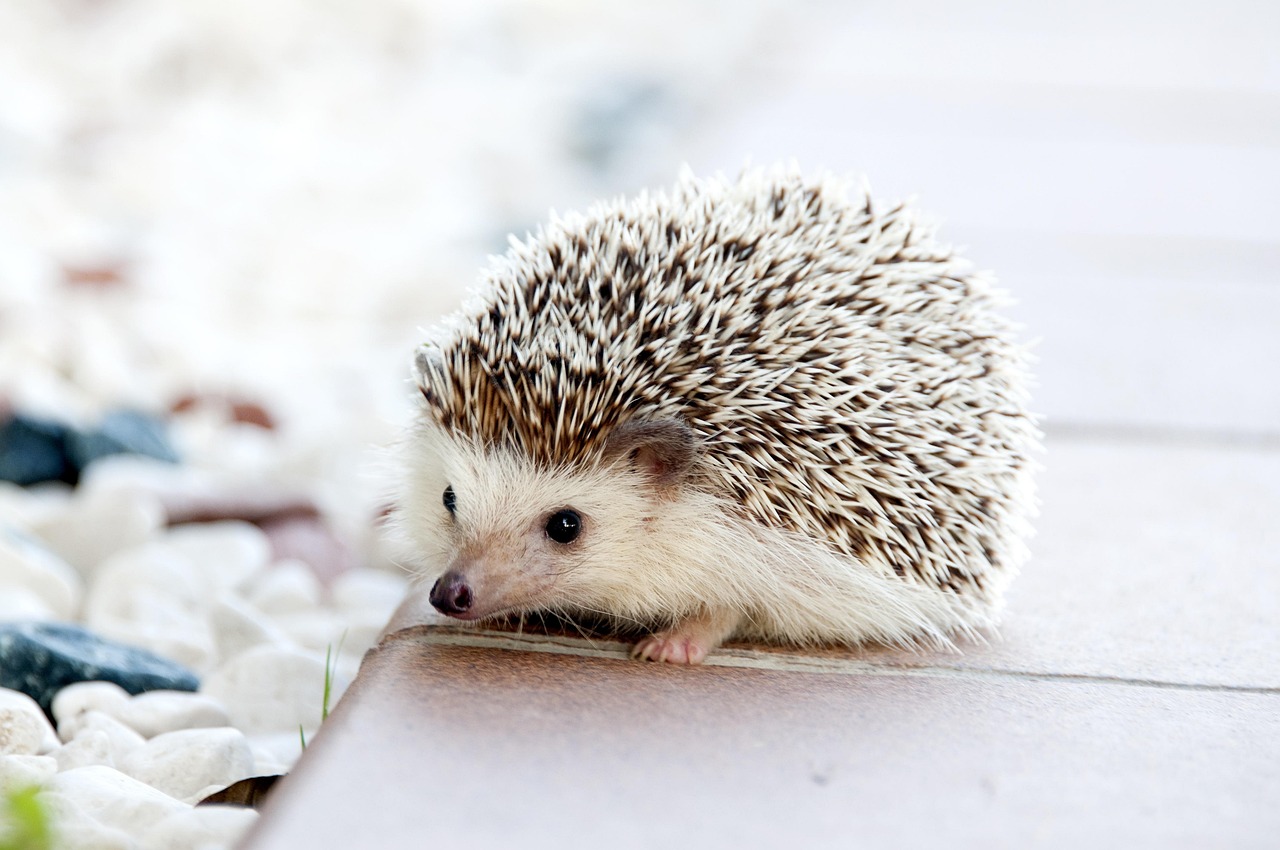 How to Identify Quality Pet Preform in Delhi India?