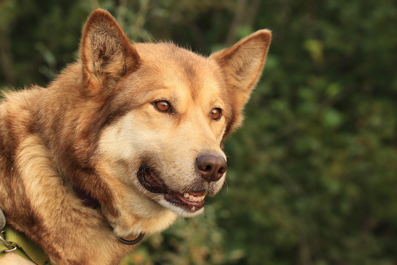 How Alaska PET Preform Manufacturer in India Supports Packaging Needs?